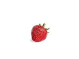 Erdbeerprofi - Erdbeere Senga Sengana - 10 Erdbeerpflanzen/Erdbeersetzlinge - gut durchwurzelt - Pflanzzeit: August - September;...