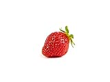 Erdbeerprofi - Erdbeere Korona - 10 Erdbeerpflanzen/Erdbeersetzlinge - gut durchwurzelt - Pflanzzeit: August - September; Ernte:...