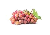 Kernlose Weintraube 'Rhea' (Vitis vinifera Rhea) rosé, köstlich und gesund!