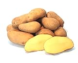 Kartoffeln Ditta festkochend aus Deutschland Bayern Speisekartoffeln perfekt geeignet für Kartoffelsalat Pellkartoffeln Pommes...