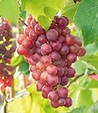 BALDUR Garten Kernlose Tafel-Trauben 'Vanessa®', Weinreben rot, 1 Pflanze, Vitis vinifera, Weintrauben kernlos, winterhart,...