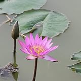 10 schöne und großzügige mehrjährige Gewächshaussamen von Lotus Samen die bei Züchtern beliebt sind pflanzen Sie mit Familie...