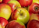 Ganio Frische Äpfel Braeburn Elstar 3 kg aus Deutschland | Obst Frisch, saftig & knackig | Süße rote Äpfel | Lieferung...