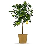 Bloomify® Zitronenbaum “Zeus” | 80 bis 110 cm | Fruchtreife Zitrone perfekt für Terasse und Balkon | veredeltes...