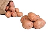 FRUCHTVERSAND24® Speisekartoffeln Laura 5kg | lecker und cremig im Geschmack | sehr gelbfleischig | vorw. festkochend | für...