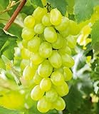 BALDUR Garten Kernlose Tafel-Trauben 'New York®', 1 Pflanze, Weinreben, Vitis vinifera, winterhart, mehrjährig, Vitis vinifera,...