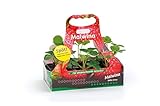 Erdbeerpflanze Malwina feste sehr geschmackvolle Erdbeere späteste und robuste Sorte mit hohem Ertrag 6er Tray