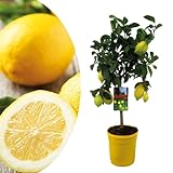 Plant in a Box - Citrus Limon - Zitronenbaum - Echter zitronen essbar - Topf 19cm - Höhe 60-70cm