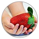 Riesenerdbeeren - Fragaria Ananassa - Erdbeersamen - 50 Samen - Größte Erdbeere Der Welt - Intensiver Geschmack - Vitaminreich