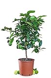 Meine Orangerie Limettenbaum Mezzo - Citrus latifolia - echte Limette - veredelter Zitrusbaum im 6,5L-Topf - Caipi Limette -...