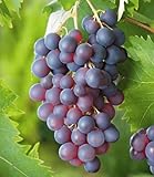 BALDUR Garten Kernlose Tafel-Trauben 'Venus®', 1 Pflanze, Weinreben, Vitis vinifera, winterhart, mehrjährig, Vitis vinifera,...