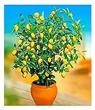 BALDUR Garten Zitronen-Bäumchen, 1 Pflanze, Citrus limon Zitruspflanze, mehrjährig - frostfrei halten, pflegeleicht, immergrün,...