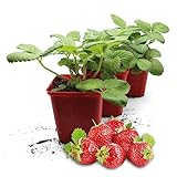 FLORTUS Erdbeerpflanzen Hummi® Merosa | 3 XXL Pflanzen Erdbeeren im Topf | Erdbeerpflanzen mehrjährig winterhart mit rubinroten, süßen Früchten