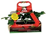 Erdbeere Sorte Asia Erdbeerpflanze mit süß-aromatischen Früchten, sehr hohem Ertrag, 6 er Tray