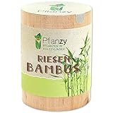 Feel Green Pflanzy Riesenbambus, Nachhaltige Geschenkidee (100% Eco Friendly), Grow Your Own/Anzuchtset, Pflanzen im Holzzylinder,...