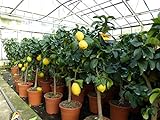 gruenwaren jakubik echter Zitronenbaum 80-100 cm Zitrone Citrus Limon Zitruspflanze