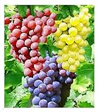 BALDUR Garten Kernlose Tafel-Trauben-Kollektion, 3 Weintrauben, Weinreben Sortiment kernlos, Pflanzen New York, Vanessa, Venus,...