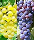 BALDUR Garten Kernlose Tafel-Traube Venus und Kernlose Tafel-Traube New York 2 Pflanzen Weinreben Vitis vinifera Weintrauben...