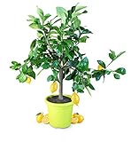 Meine Orangerie Zitronenbaum Piccolo - echte Zitruspflanze - Höhe inkl. Topf: 60 bis 80 cm - veredeltes Zitronenbäumchen -...