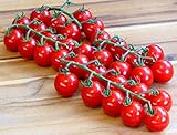 Cherry-Tomate - Tomate Sweet Million F1 - sehr süß und ertragreich - 20 Samen