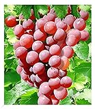 BALDUR Garten Kernlose Tafel-Trauben 'Vanessa®', Weinreben rot, 1 Pflanze, Vitis vinifera, Weintrauben kernlos, winterhart, mehrjährig, Pilzfeste Sorte
