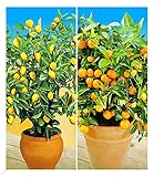 BALDUR Garten Zitronen- & Orangenbaum,2 Pflanzen Citrus Calamondin Citrus limon, essbare Früchte, mehrjährig - frostfrei halten,...