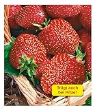 BALDUR Garten Immertragende Erdbeere 'Seascape®', 6 Pflanzen Fragaria Erdbeerpflanzen winterhart, pflegeleicht, Fragaria x ananassa, fruchtet auch bei großer Sommerhitze