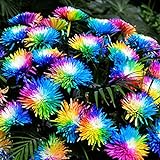Haloppe 20 Stück Regenbogen-Chrysantheme Blumen Pflanzensamen für die Bepflanzung des Hausgartens, seltene Pflanzensamen für...