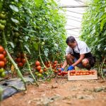 Tomaten im Gewächshaus