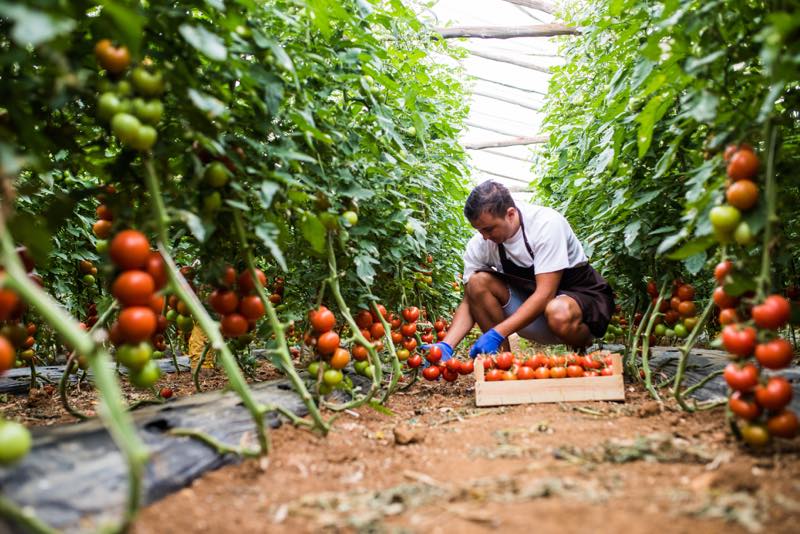 Tomaten im Gewächshaus